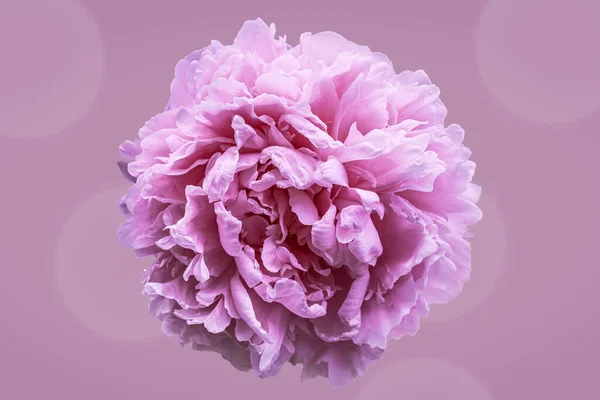 Krásné Květinové Pozadí Růžové Pivoňka Květiny Stock Snímky