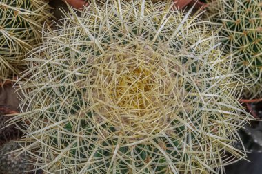 Kaktüs dokusu soyut arkaplanı kapat