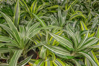 Çiçekçi dükkanındaki saksılarda bulunan Dracena bitkilerinin çiçek arkaplanı.