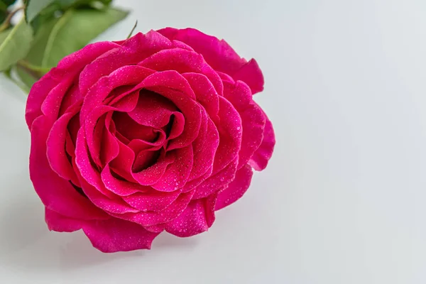 Rote Rose Wassertropfen Auf Weißer Oberfläche Aus Nächster Nähe — Stockfoto