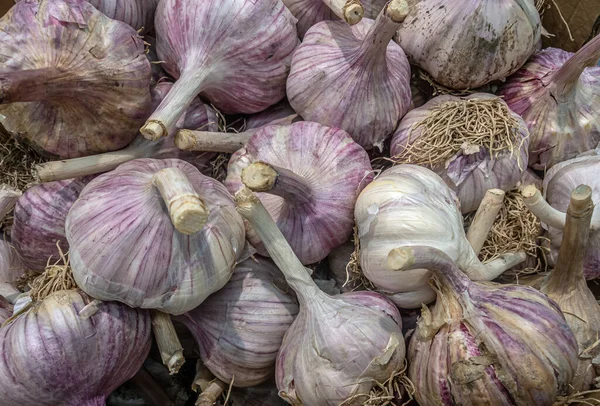 Φρέσκο Μεγάλο Σκόρδο Στην Αγορά Μετρητή Κλείσει — Φωτογραφία Αρχείου