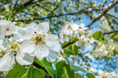 Parlak mavi gökyüzüne karşı çiçek açan armut ağacı