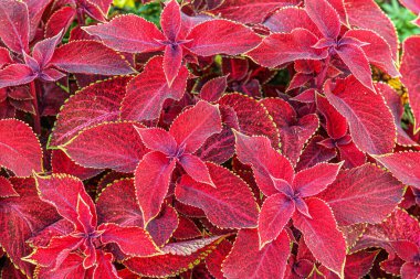 Çiçek tarlasında çiçek arkaplan koleusu bitkileri