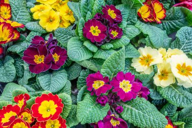 Çiçek açan çuha çiçeğinin arka planı