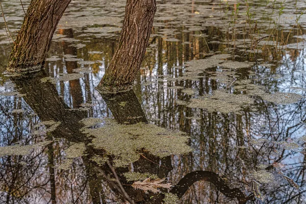 Abstraktní Pozadí Kmenů Stromů Lesním Jezeře — Stock fotografie