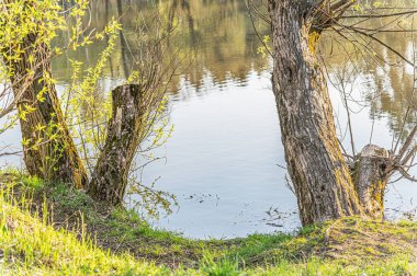 Parktaki göldeki söğütler Aydınlık bir bahar gününde