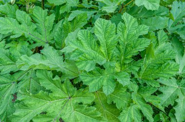 Bahçedeki yaban domuzu çalılığının çiçekli arka planı