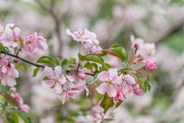 Çiçek açan elma ağacının çiçek arkaplanı. Yaklaş.