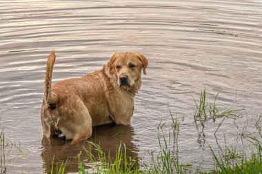 Büyük kırmızı köpek gölde suda duruyor.