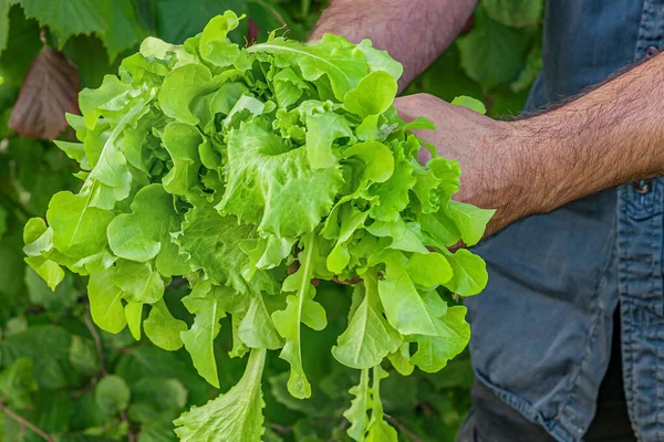 Svazek Organického Salátu Pěstovaného Vlastní Zahradě Rukou Člověka Stock Obrázky