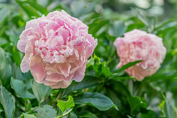 Floral Background Pink Peony Flowers Flowerbed Garden — Stock Photo, Image