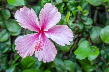 Pembe çiçek açan amberin çiçek arkaplanı. Yaklaş.