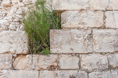 Eski bir taş duvarın arka planında, çatlaklarda kuru otlar yetişiyor.
