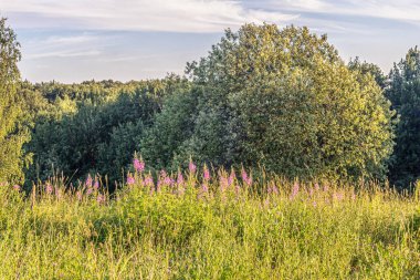 Çimenlerin çiçekli arka planı ve ormandaki bir çayırda yabani yakut çiçekleri.