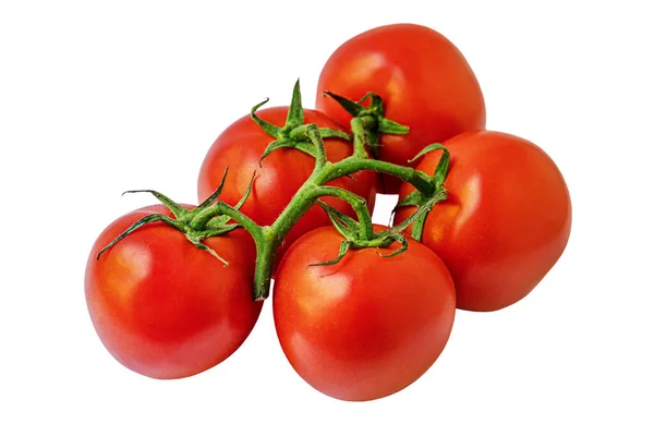 Frische Organische Boden Tomaten Auf Zweig Isoliert Auf Weiß — Stockfoto