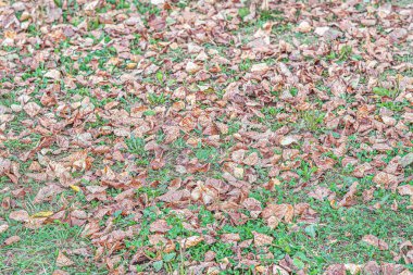 Yerdeki kuru sonbahar yapraklarının soyut arkaplanı