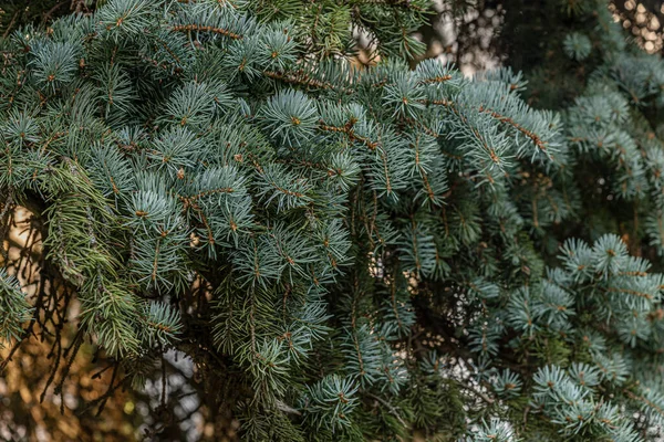 青いトウヒの枝の抽象的な背景が — ストック写真