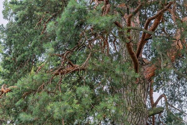 소나무 가지가 하늘을 추상적 — 스톡 사진