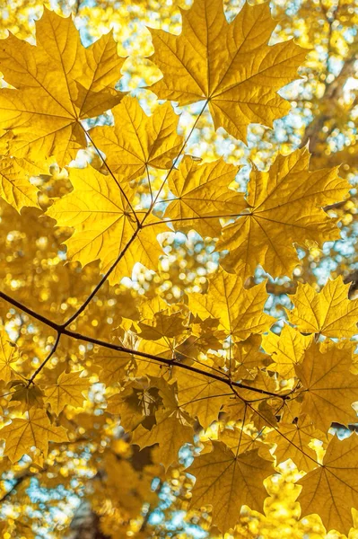 晴れた日には秋の紅葉の枝の美しい背景 — ストック写真