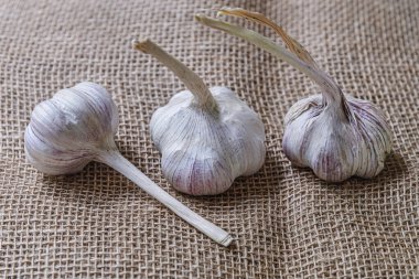 Taze organik sarımsak ve çuval bezi.