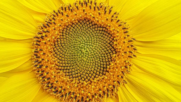Abstrakte Florale Hintergrund Der Blühenden Sonnenblume Nahaufnahme — Stockfoto