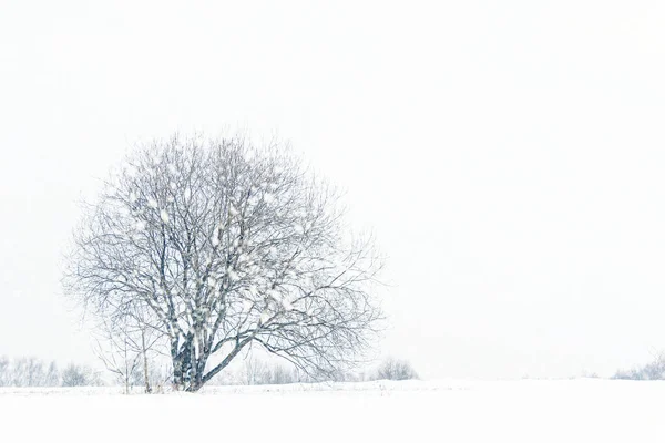 Winter Achtergrond Van Eenzame Boom Een Weide Een Besneeuwde Dag Stockfoto
