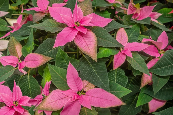 Parlak Pembe Noktalı Çiçeklerin Çiçekli Noel Arkaplanı — Stok fotoğraf