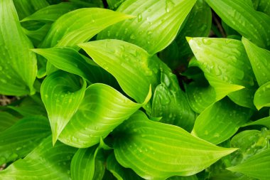 yeşil yapraklar arkaplan