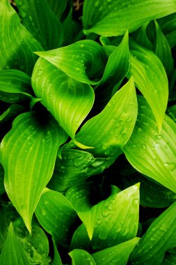 Güzel yeşil yapraklar arka plan