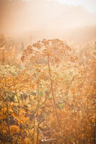 Impianto di aneto — Foto Stock