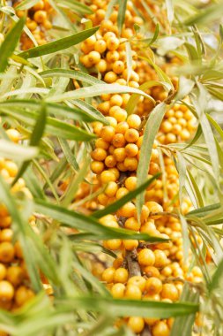 Turuncu Deniz topalak çilek