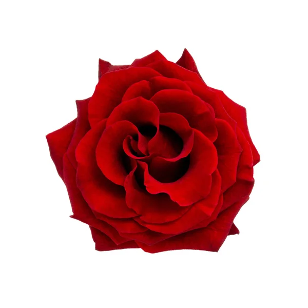 kırmızı gül beyaz arkaplanda izole
