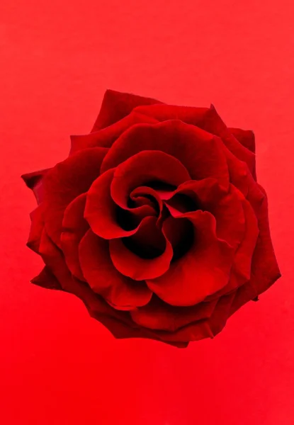 Vermelho rosa no fundo vermelho — Fotografia de Stock
