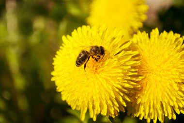 arı toplama nektarı