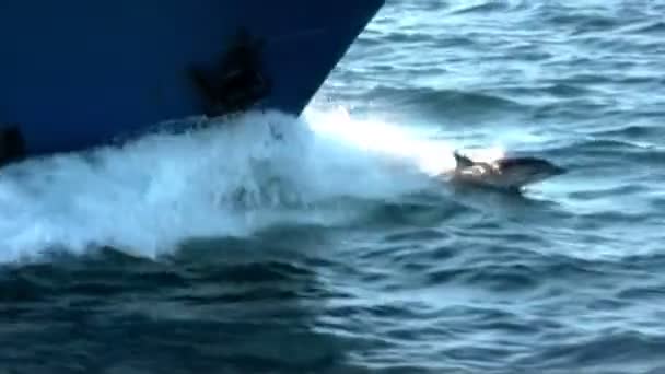 Κοινά δελφίνια πηδώντας — Αρχείο Βίντεο