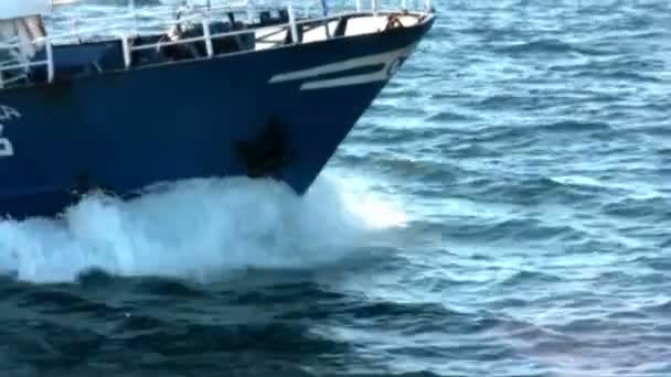 Common dolphins jumping close to a boat — Stock Video