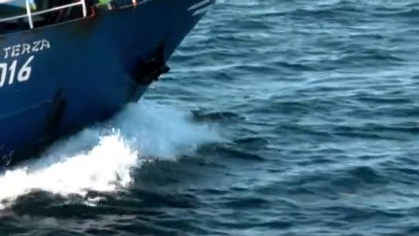 Comuns golfinhos pulando perto de um barco — Vídeo de Stock