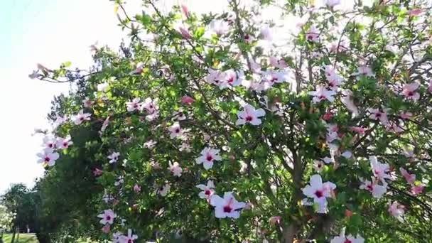 Vacker Hibiscus Med Vita Rosa Blommor Från Sydafrika — Stockvideo