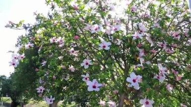 Güney Afrika 'dan beyaz pembe çiçekli güzel Hibiscus..