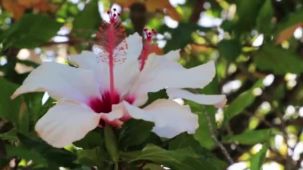 Schöner Hibiskus Mit Weiß Rosa Blüten Aus Südafrika — Stockvideo