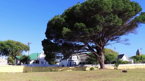 Μεγάλο Αφρικανικό Δέντρο Και Μπλε Ουρανός Κέιπ Τάουν Νότια Αφρική — Αρχείο Βίντεο