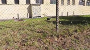 Dümenci Gine Fowl, Güney Afrika 'da çitlerin arkasında kask takıyor..