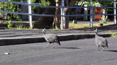 Dümenci Gine Fowl, Güney Afrika caddesini geçen miğferli Gine baykuşu.