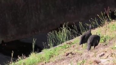 Helm Gine Fowl, miğferli guinafowl, numida meleagris, safari Güney Afrika.