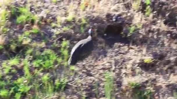 Helm Guinea Fowl Behelmte Uhu Numida Meleagris Safari Südafrika — Stockvideo