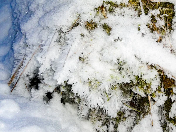 Hóval Borított Zöld Fenyőfák Moha Egy Gyönyörű Táj Norvégiában — Stock Fotó