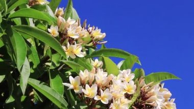 Plumeria çalısı, beyaz, sarı çiçekler.