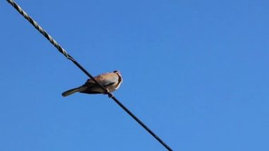 Güvercinler, kuşlar, Cape Town 'da güç hattında oturun..