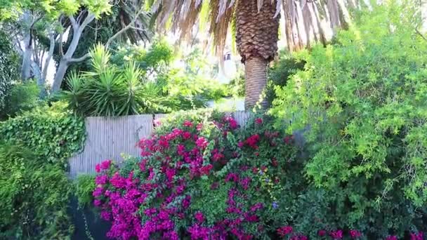 Beau Jardin Sud Africain Avec Palmiers Claremont Cap — Video