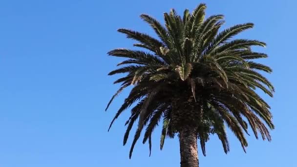 Palmera Ciudad Del Cabo Corona Una Palmera — Vídeo de stock